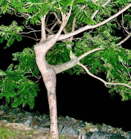 tree-free-paper-dance